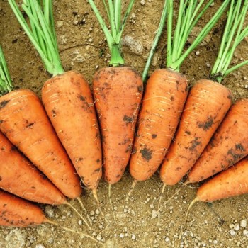 Морковь Шантанэ /0,5кг Rem seeds/